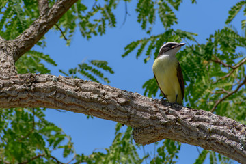 Pássaro  cambacica  é um pássaro da família dos Coerebidae, sendo a única espécie do gênero Coereba. Tem larga distribuição nas Américas, amarelo com máscara preta.