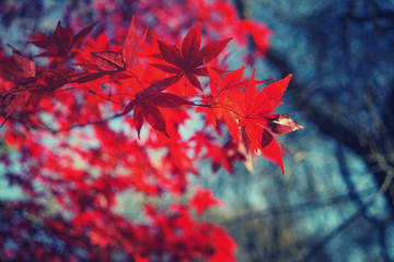 Sunny autumn red maple tree foliage