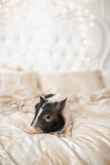 Gilt - a symbol of 2019. New Year's and Christmas! Symbol of the year getting ready to enter into your rights.