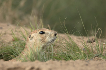 Prairie Dog