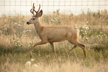 Deer along fence 