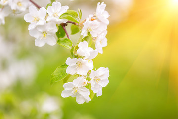 Blooming apple tree in spring garden