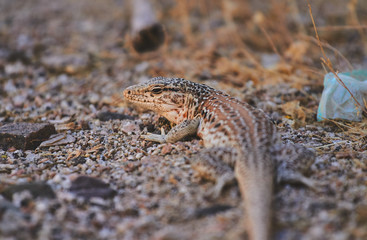 Beautiful Lizard in ground - Desert