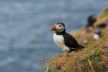 atlantic puffin on rock