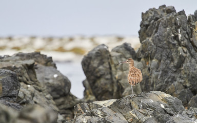 Coastal Bird in Chile - Sequence of Photos - standing on a stone