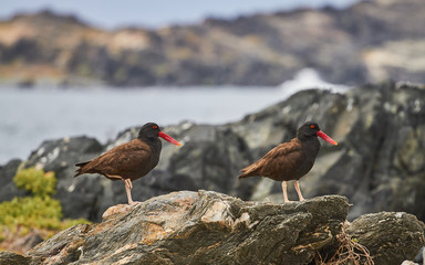 Pilpilen in North of Chile. Sequence of photo - Bird in Chile