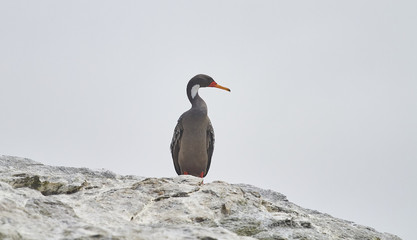 Beautiful Duck standing on the rock