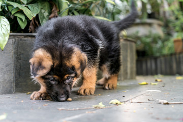 german shepherd puppy smelling the ground