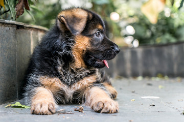 German Shepherd Puppy dog