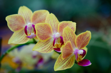 Fototapeta na wymiar Orchidée jaune