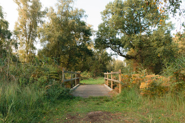 Bridge Over Forest Stream