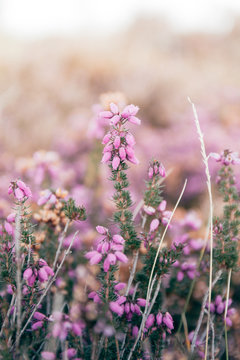 Pink Mountain Flowers Close Up (Vertical)
