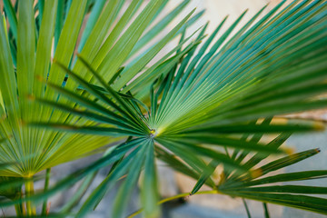 Obraz na płótnie Canvas Green palm leaves in sunlight. Textured background of a tree.