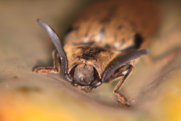 macro of bug