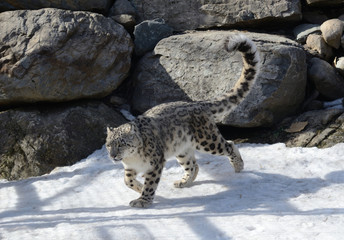 L&eacute;opard des neiges