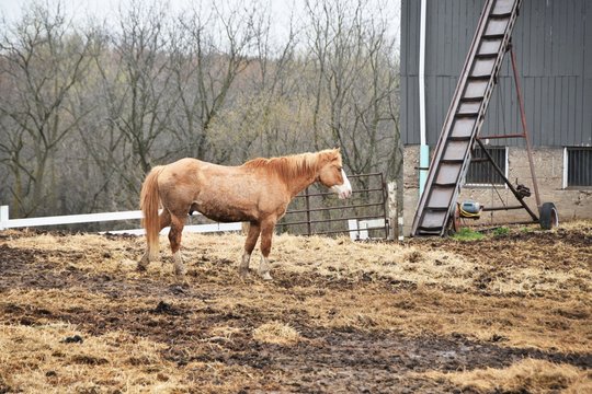 Horse and Hay Elevator
