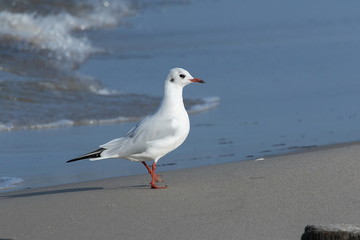 Lachmöwe