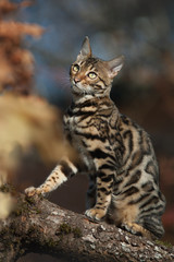 Bengal on Tree