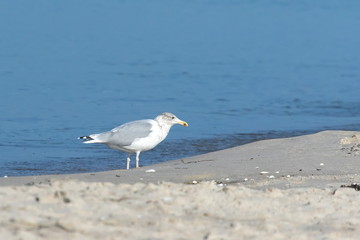 Silbermöwe