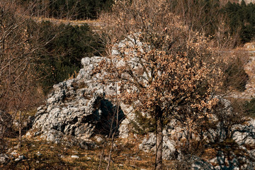 wolf's den in the colorful winter forest of the Italian national park of Abruzzo