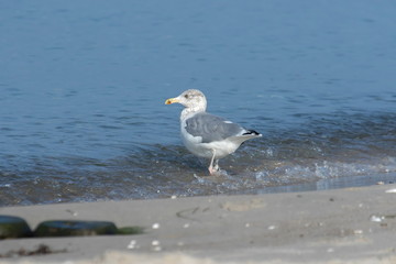 Silbermöwe