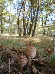 mushrooms in forest