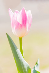 Naklejka premium ピンクのチューリップ