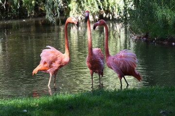 Flamant rose trio