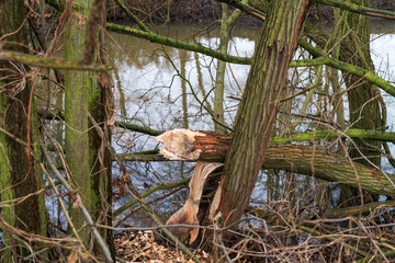 Ein Baum vom Biber gefällt