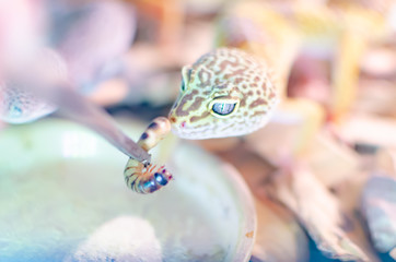 Leopard Gecko ( Eublepharis macularius ). Exotic animals in the human environment. Reptile feeding...