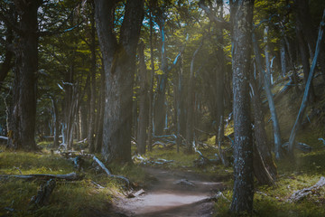 Sendero a Cerro Torre, El Chalt&eacute;n.