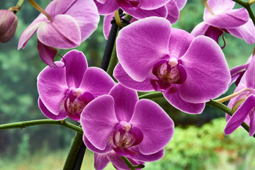 Naklejka na ściany i meble detail of pink Orchid flowers in garden.