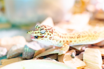 Leopard Gecko ( Eublepharis macularius ). Exotic animals in the human environment. Reptile feeding by insects