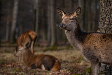 Hirsche und Hirschkühe - Rotwild