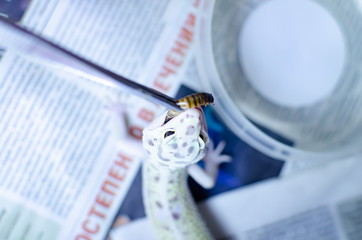 Leopard Gecko ( Eublepharis macularius ). Exotic animals in the human environment. Reptile feeding...