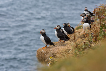 puffins