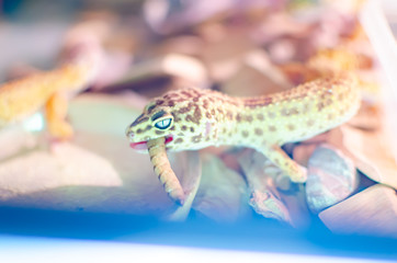 Leopard Gecko ( Eublepharis macularius ). Exotic animals in the human environment. Reptile feeding by insects