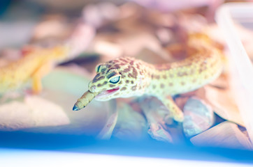 Leopard Gecko ( Eublepharis macularius ). Exotic animals in the human environment. Reptile feeding by insects