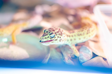 Leopard Gecko ( Eublepharis macularius ). Exotic animals in the human environment. Reptile feeding by insects