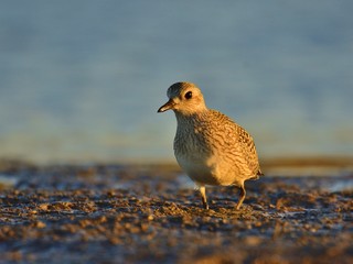 The grey plover (Pluvialis squatarola) on shore (winter plumage)