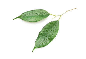 Fresh green ficus leaves on white background, top view
