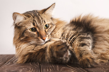 Portrait of a striped fluffy cat. Gray striped cute cat lying on a light background stretching his paw, close-up