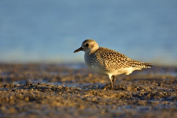Obraz premium The grey plover (Pluvialis squatarola) on shore (winter plumage)