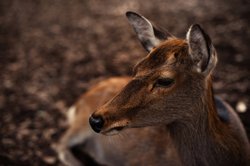 Deer in Nara City Park, kapan