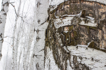 The trunk of a birch with white peeling bark