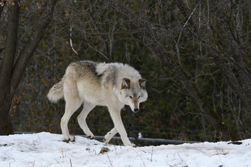 Obraz premium Loup gris