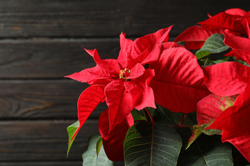 Poinsettia (traditional Christmas flower) against wooden background, closeup