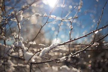 Close-up, outdoor photo of branches covered with snow, bright daylight