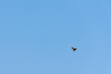 Indian spotted eagle (Clanga hastata) on the blue sky over Jim Corbett National Park, India