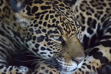 Jaguar, Katze, Raubtier